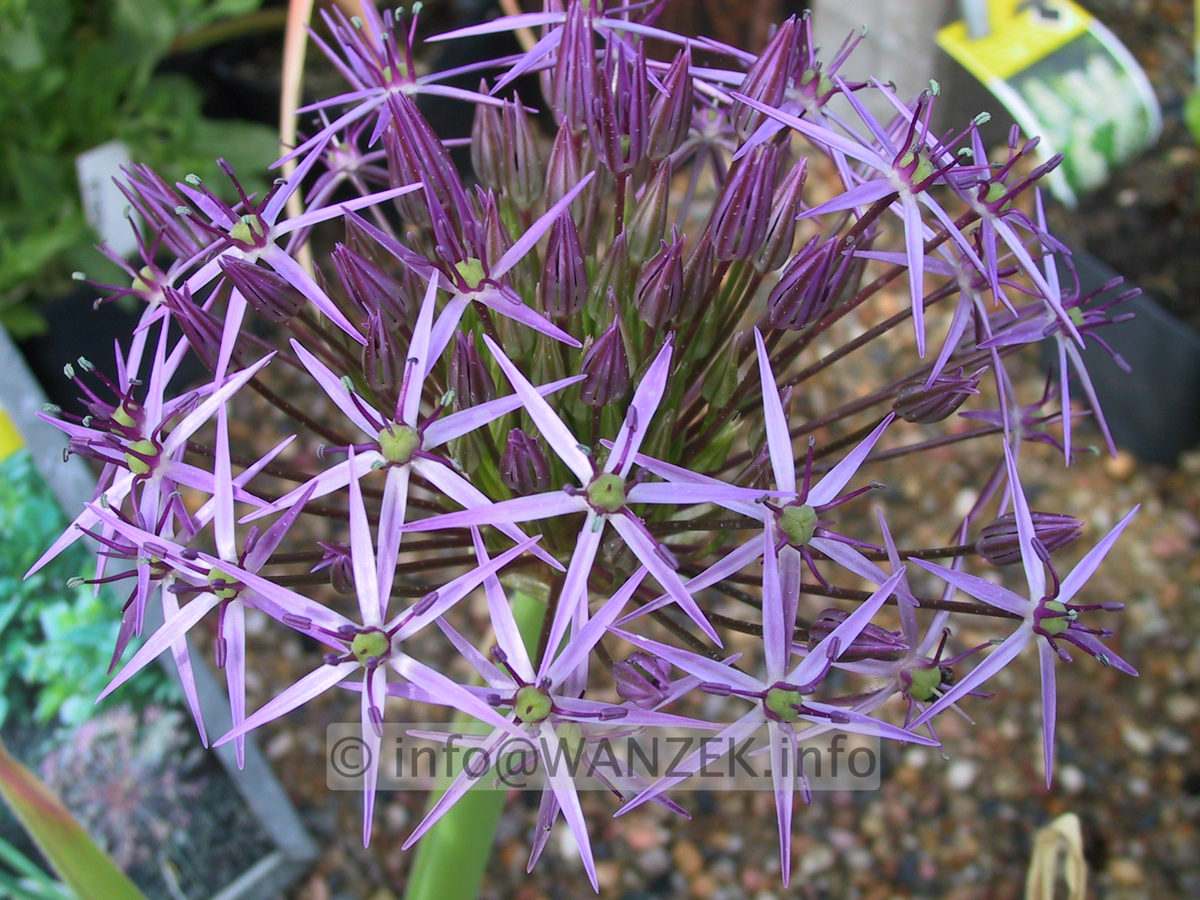 Allium christophii - 1.JPG